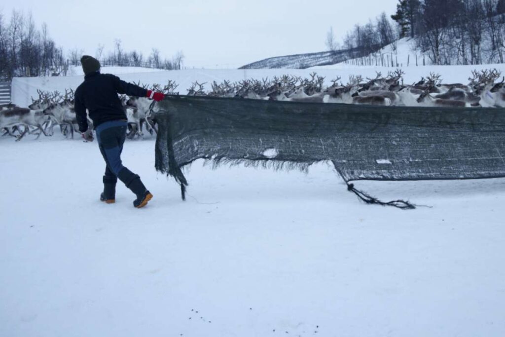 Popolo Sami renne Norvegia